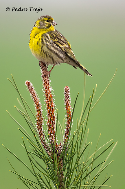 Verdecillo (Sirunus serinus)